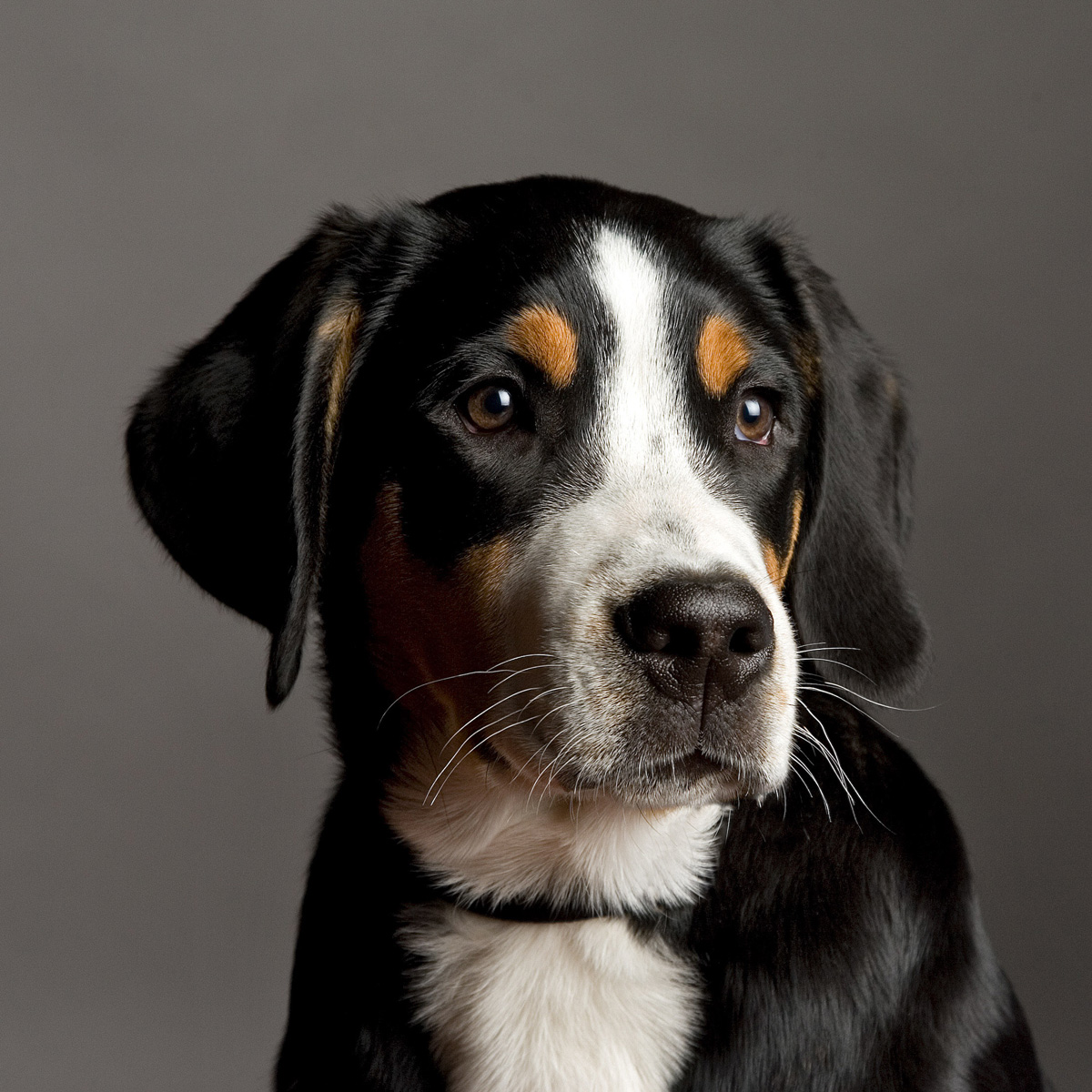 portrait-hund